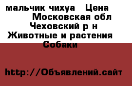 мальчик чихуа › Цена ­ 20 000 - Московская обл., Чеховский р-н Животные и растения » Собаки   